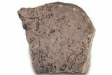 Ordovician Echinoderm Plate (Eocrinoids & Carpoids) - Morocco #305175-1